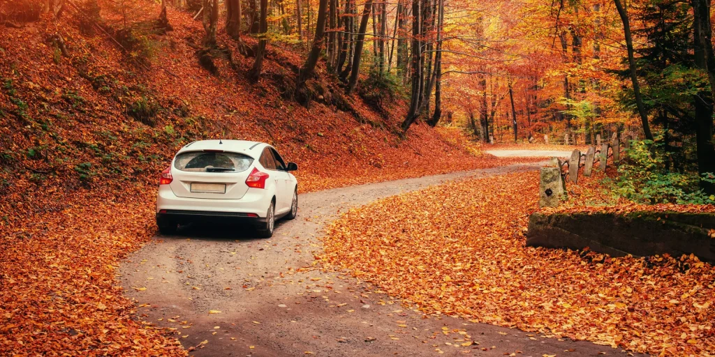 Diva rent a car Montenegro driving forest
