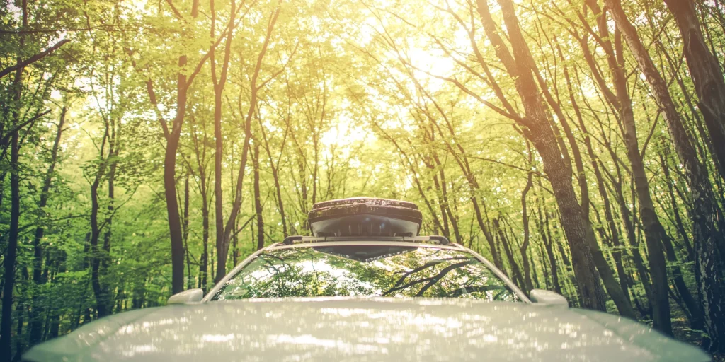 Diva rent a car Montenegro forest